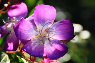 紫花 巴西野牡丹