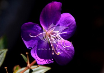 紫花 巴西野牡丹