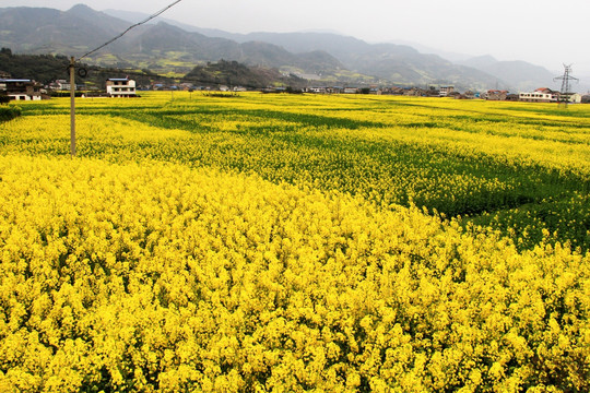 油菜花