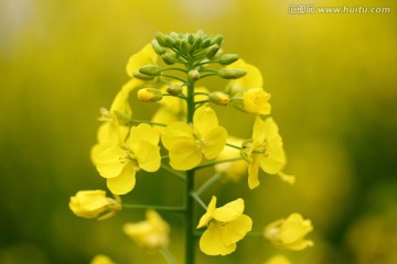 油菜花