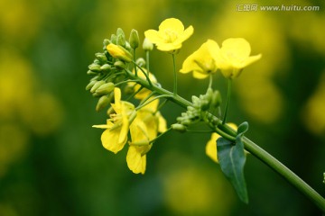 油菜花