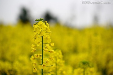 油菜花