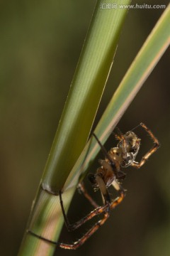 蜘蛛