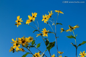 菊芋 黄色花朵