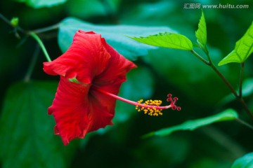 扶桑花