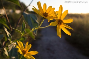 菊芋 黄色花朵 星芒