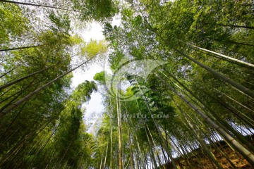 竹林