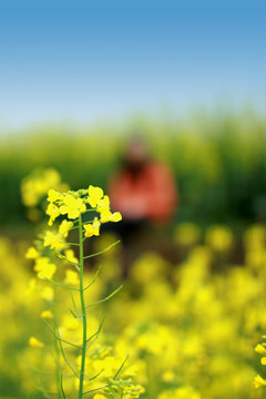 油菜花