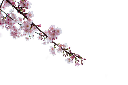 一枝樱花