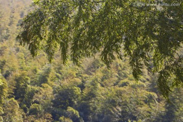 天目湖 南山竹海 江苏 风景区