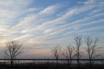 湿地 枯树 蓝天白云