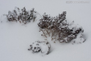 雪中枯萎的植物