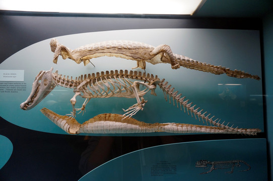 鳄鱼化石
