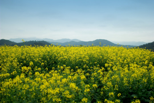 油菜花
