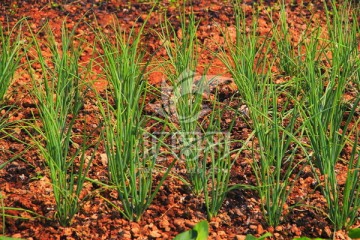 葱植株