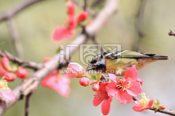 黄腹山雀 鸟语花