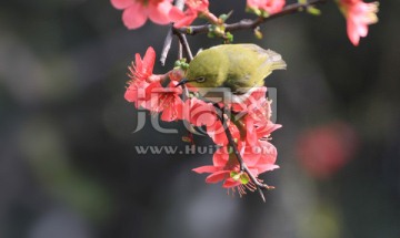 绿绣眼 黄腹山雀 鸟语花