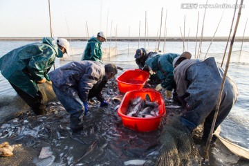鱼类养殖 收鱼