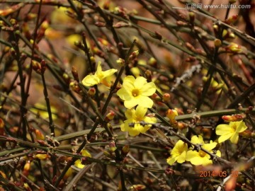 迎春花