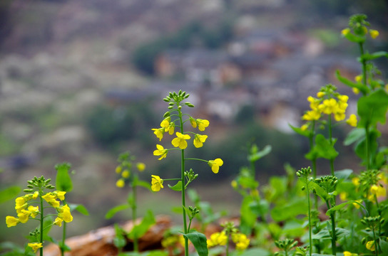 油菜花