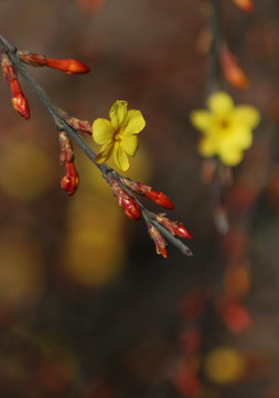 迎春花 花卉 春的信息 花朵