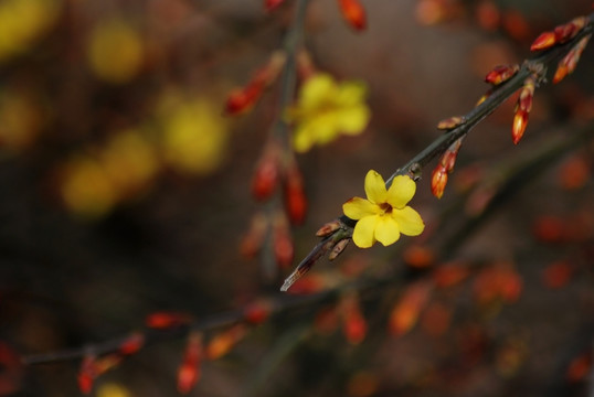 迎春花 花卉 春的信息 花朵