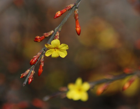 迎春花 花卉 春的信息 花朵