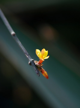 迎春花 花卉 春的信息 花朵