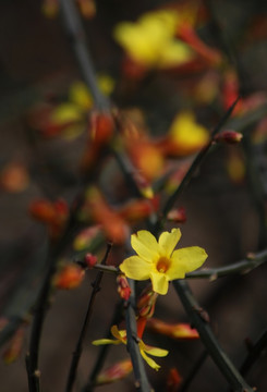 迎春花 花卉 春的信息 花朵