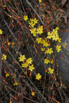 迎春花 花卉 春的信息 花朵