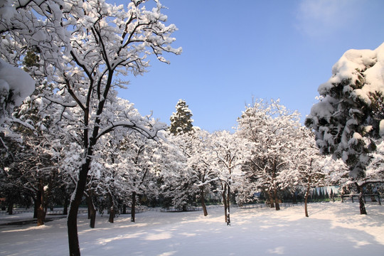 雪景