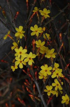 迎春花 花卉 春的信息 花朵