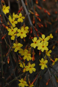 迎春花 花卉 春的信息 花朵