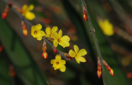 迎春花 花卉 春的信息 花朵