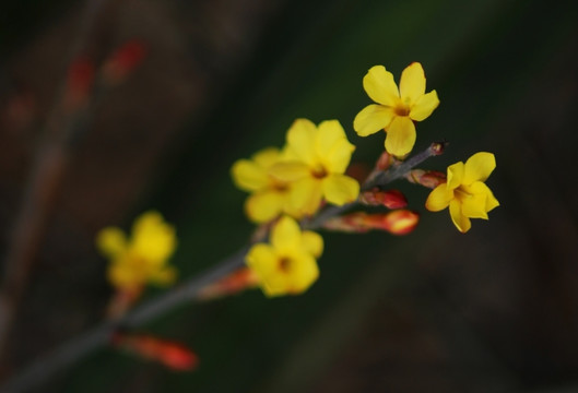 迎春花 花卉 春的信息 花朵