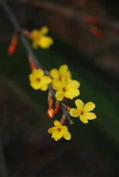 迎春花 花卉 春的信息 花朵