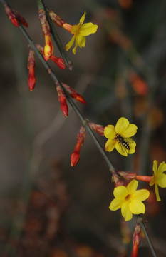 迎春花 花卉 春的信息 花朵