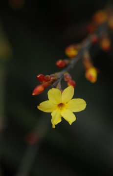 迎春花 花卉 春的信息 花朵