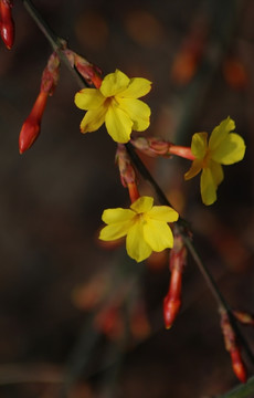 迎春花 花卉 春的信息 花朵