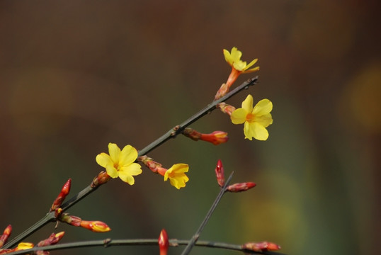 迎春花 花卉 春的信息 花朵