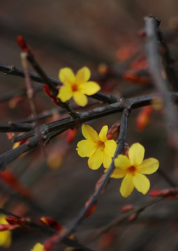 迎春花 花卉 春的信息 花朵