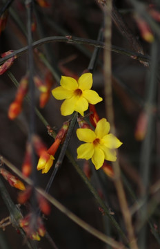 迎春花 花卉 春的信息 花朵