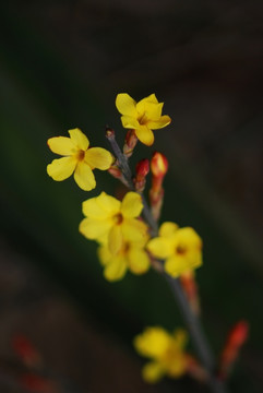 迎春花 花卉 春的信息 花朵