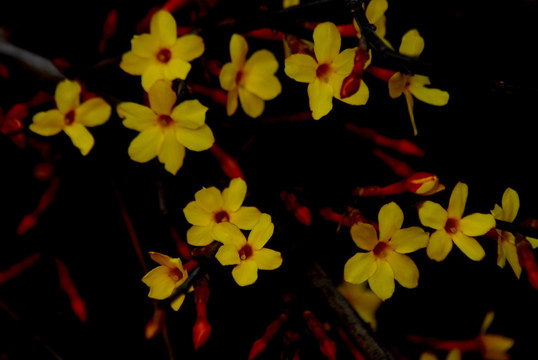 迎春花 花卉 春的信息 花朵