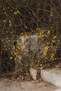 迎春花 花卉 春的信息 石头