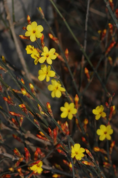 迎春花 花卉 春的信息 花朵