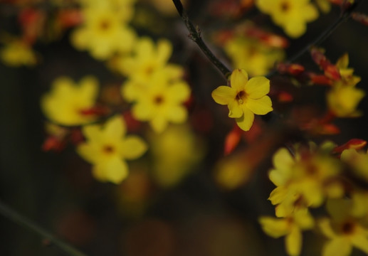 迎春花 花卉 春的信息 花朵