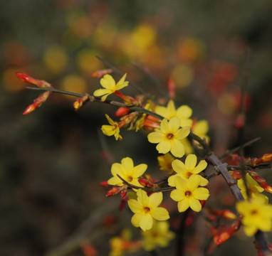 迎春花 花卉 春的信息 花朵