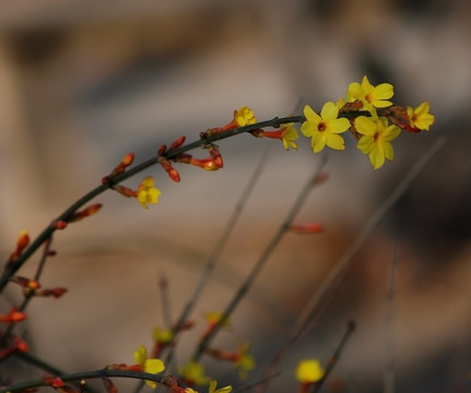 迎春花 花卉 春的信息 花朵