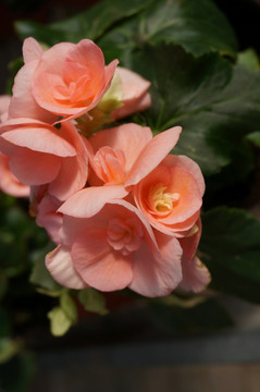 肉粉色的丽格海棠花